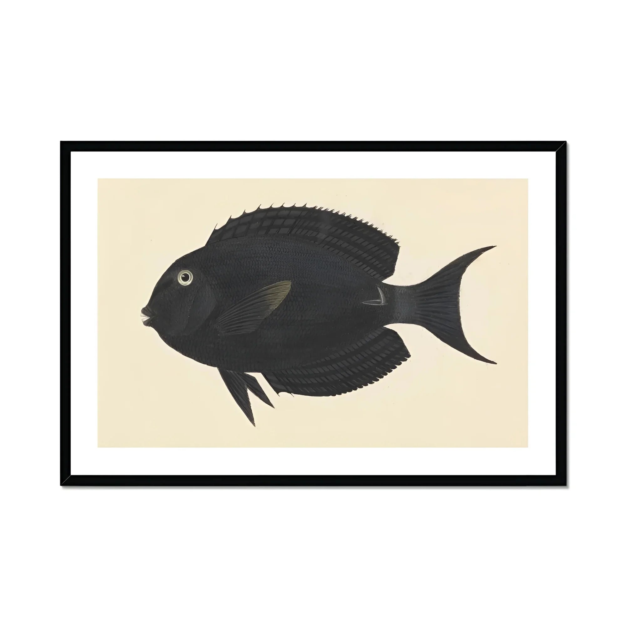 Black Surgeonfish - Luigi Balugani Sea Life Art Print, Black Fish Forked Tail Fin Rounded Body Shape