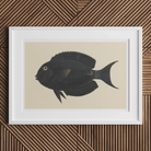 Black Surgeonfish - Luigi Balugani Sea Life Art Print - 18’’x12’’ / Unframed