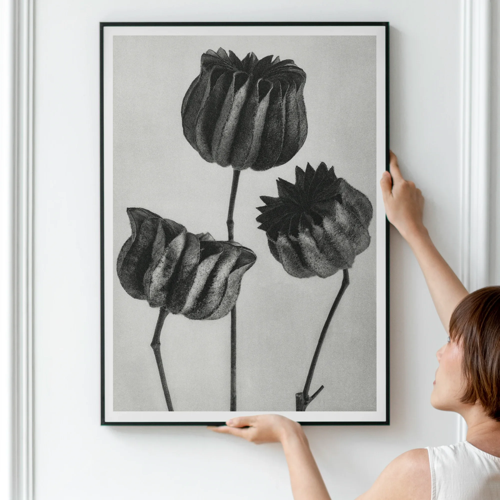 Abutilon (lime Mallow) Pod - Karl Blossfeldt Art Print Posters Prints & Visual Artwork