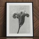 Phacelia Tanacetifolia (lacy Phacelia) - Karl Blossfeldt Art Print Posters Prints & Visual Artwork