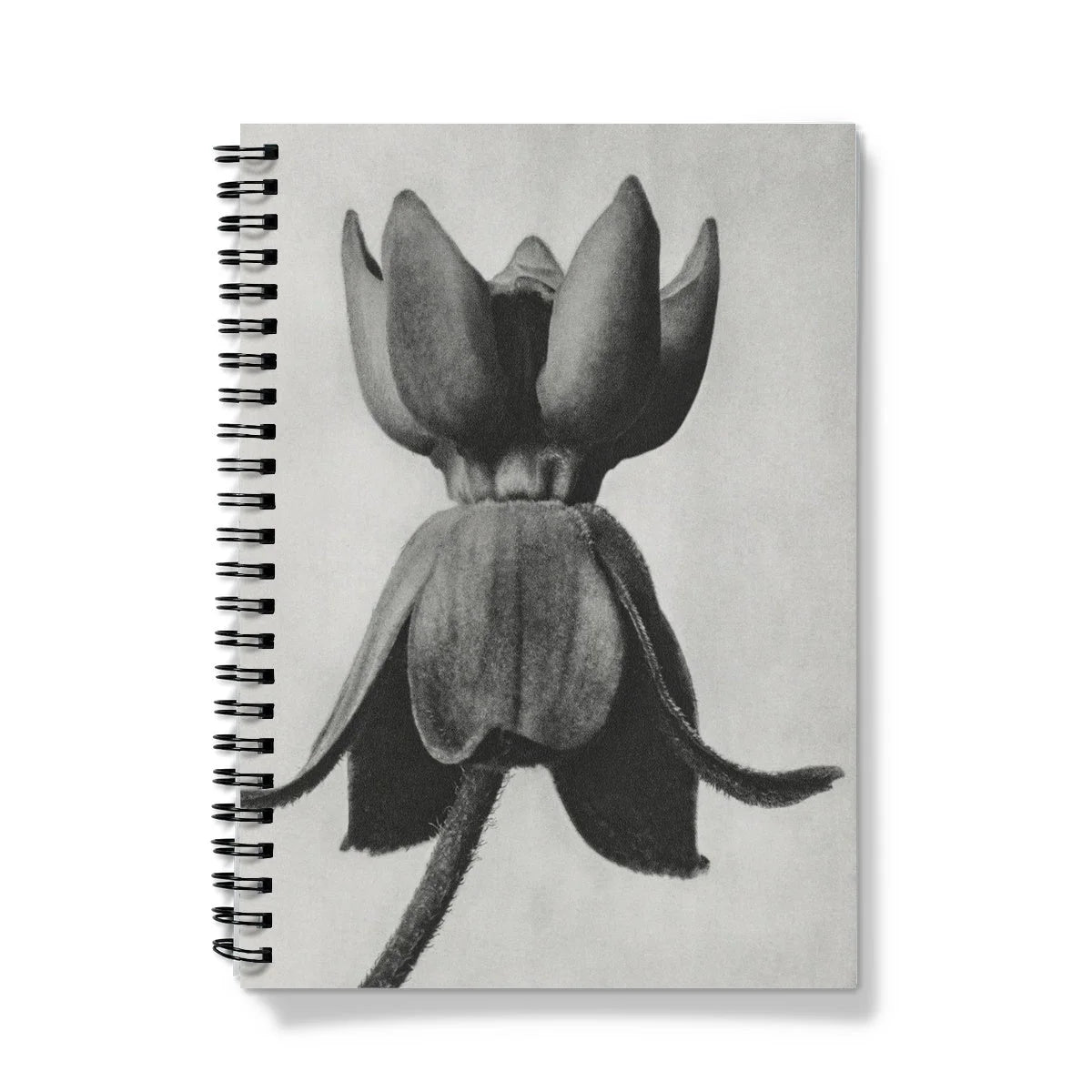 Asclepias Syriaca (common Milkweed) - Karl Blossfeldt Notebook Notebooks & Notepads