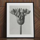 Allium Ostroroskianum (ornamental Onion) - Karl Blossfeldt Art Print Posters Prints & Visual Artwork