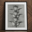 Acanthus Mollis (bear’s Breeches) - Karl Blossfeldt Art Print Posters Prints & Visual Artwork