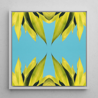 In Bloom - Modern Succulent Photography Art Print / Canvas Square-framed Artwork Symmetrical Vibrant Yellow-green Leaf Pattern Bright