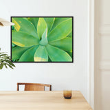 In Bloom too - Succulent Agave Art Framed Canvas, Framed Botanical Photograph Close-up View Succulent Leaves Vibrant