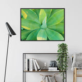In Bloom too - Succulent Agave Art Framed Canvas, Framed Botanical Photograph Close-up View Succulent Leaves Vibrant