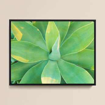 In Bloom too - Succulent Agave Art Framed Canvas, Succulent Plant Pointed Green Leaves Arranged Rosette Pattern