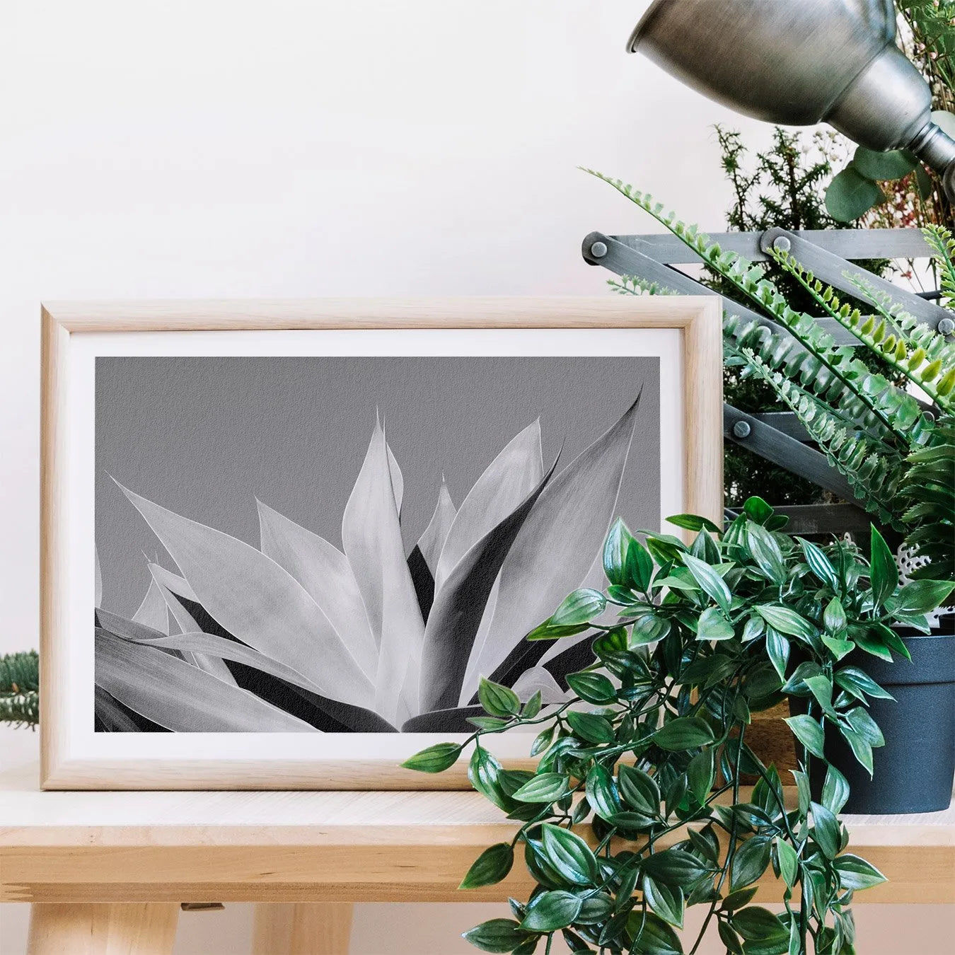 In Bloom - Succulent Black And White Photography Art Print - Posters Prints & Visual Artwork - Aesthetic Art