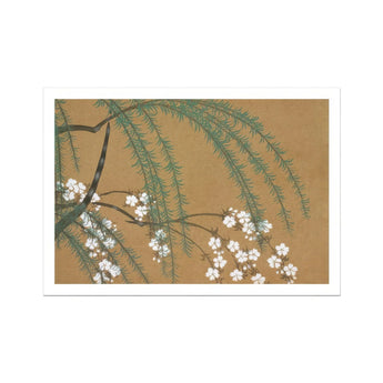 Blossoms from Momoyogusa - Kamisaka Sekka Art Print / Canvas Delicate White Cherry Blossoms Pine Needles Brown Backdrop Kamisaka Sekka’s