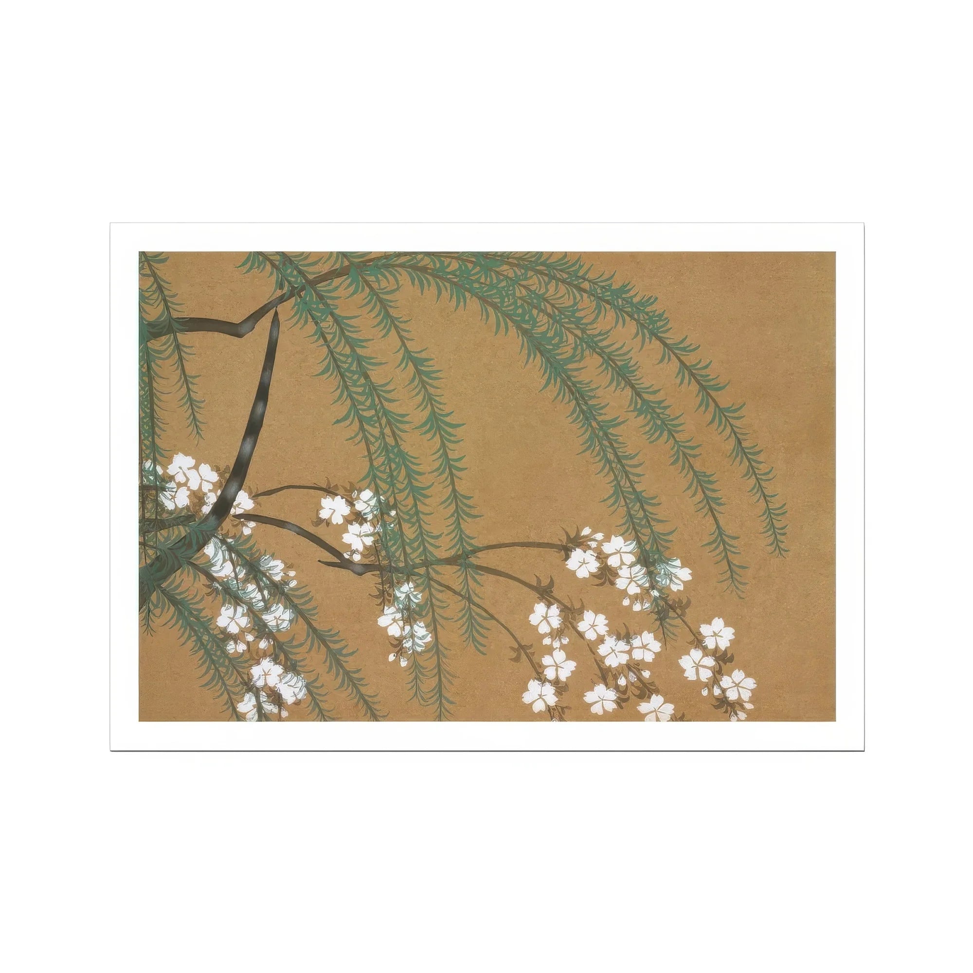 Blossoms from Momoyogusa - Kamisaka Sekka Art Print, Delicate White Cherry Blossoms Pine Needles Brown Backdrop