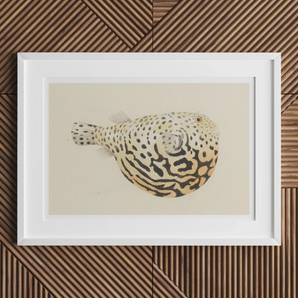 Blowfish - Luigi Balugani Sea Life Art Print, 18x12’’ / 46x31cm / Unframed, Framed Watercolor Painting Spotted Pufferfish