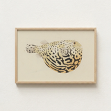 Framed Illustration Spotted Pufferfish Intricate Black Beige Patterns Luigi Balugani’s Sketchbook, Puffed-up Charmer, Balugani Sea Life