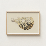 Framed Illustration Spotted Pufferfish Intricate Black Beige Patterns Luigi Balugani’s Sketchbook, Puffed-up Charmer, Balugani Sea Life
