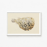 Framed Illustration Spotted Pufferfish Intricate Black Beige Patterns Luigi Balugani’s Sketchbook, Puffed-up Charmer, Balugani Sea Life