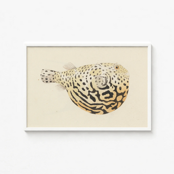 Framed Illustration Spotted Pufferfish Intricate Black Beige Patterns Luigi Balugani’s Sketchbook, Puffed-up Charmer, Balugani Sea Life