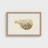 Blowfish - Luigi Balugani Sea Life Art Print / Canvas Framed Illustration Spotted Pufferfish Intricate Black Beige Patterns Balugani’s