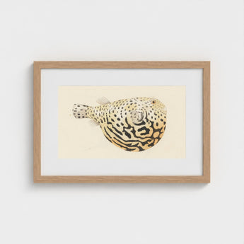 Blowfish - Luigi Balugani Sea Life Art Print / Canvas Framed Illustration Spotted Pufferfish Intricate Black Beige Patterns Balugani’s
