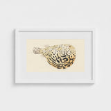 Blowfish - Luigi Balugani Sea Life Art Print / Canvas Framed Watercolor Illustration Spotted Pufferfish Intricate Black Beige Balugani’s