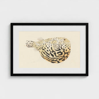 Blowfish - Luigi Balugani Sea Life Art Print / Canvas Framed Watercolor Illustration Spotted Pufferfish Intricate Black Beige Balugani’s