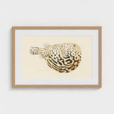 Blowfish - Luigi Balugani Sea Life Art Print / Canvas Framed Watercolor Illustration Spotted Pufferfish Black Beige Markings Balugani’s