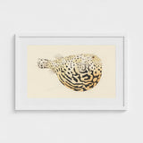 Blowfish - Luigi Balugani Sea Life Art Print / Canvas Framed Watercolor Illustration Spotted Pufferfish Intricate Black Beige Balugani’s