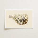 Blowfish - Luigi Balugani Sea Life Art Print / Canvas Detailed Illustration Spotted Pufferfish Cream-colored Paper Rendered Fine Balugani’s