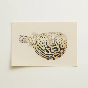 Blowfish - Luigi Balugani Sea Life Art Print / Canvas, Luigi Balugani’s Sketchbook, Puffed-up Charmer, Balugani Sea Life