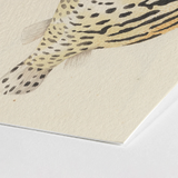 Blowfish - Luigi Balugani Sea Life Art Print / Canvas Watercolor Illustration Fish Black Spots Stripes Beige Paper Balugani’s Sketchbook,