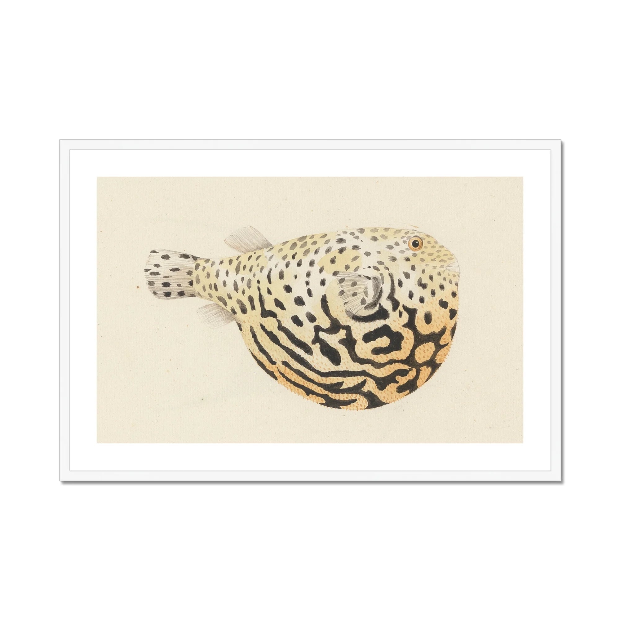 Blowfish - Luigi Balugani Sea Life Art Print, Framed Pufferfish Illustration
