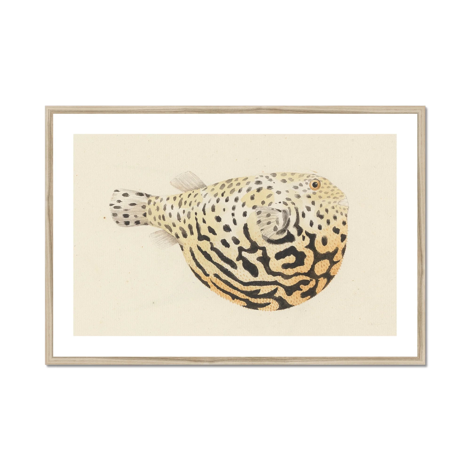 Blowfish - Luigi Balugani Sea Life Art Print, Framed Pufferfish Illustration