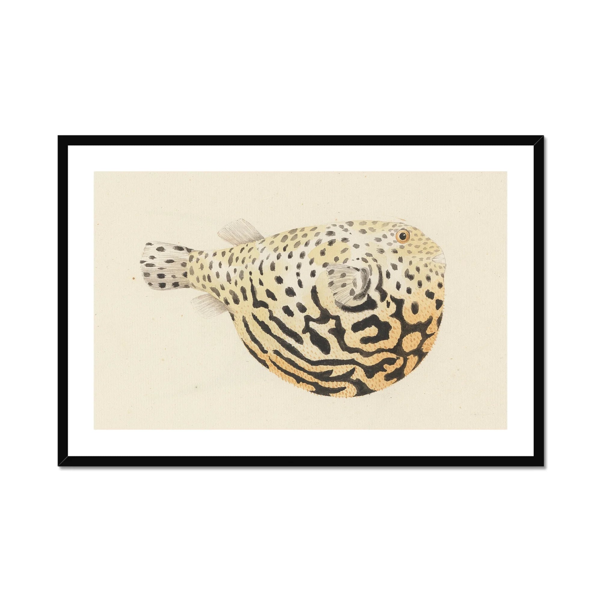 Blowfish - Luigi Balugani Sea Life Art Print, Framed Pufferfish Illustration