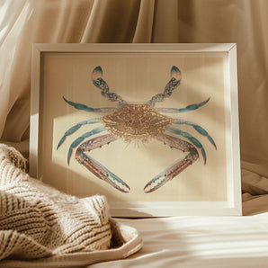 Blue Crab - Luigi Balugani Marine Life Art Print, 20x16’’ / 51x41cm / Unframed, Framed Watercolor Painting Blue Brown Crab