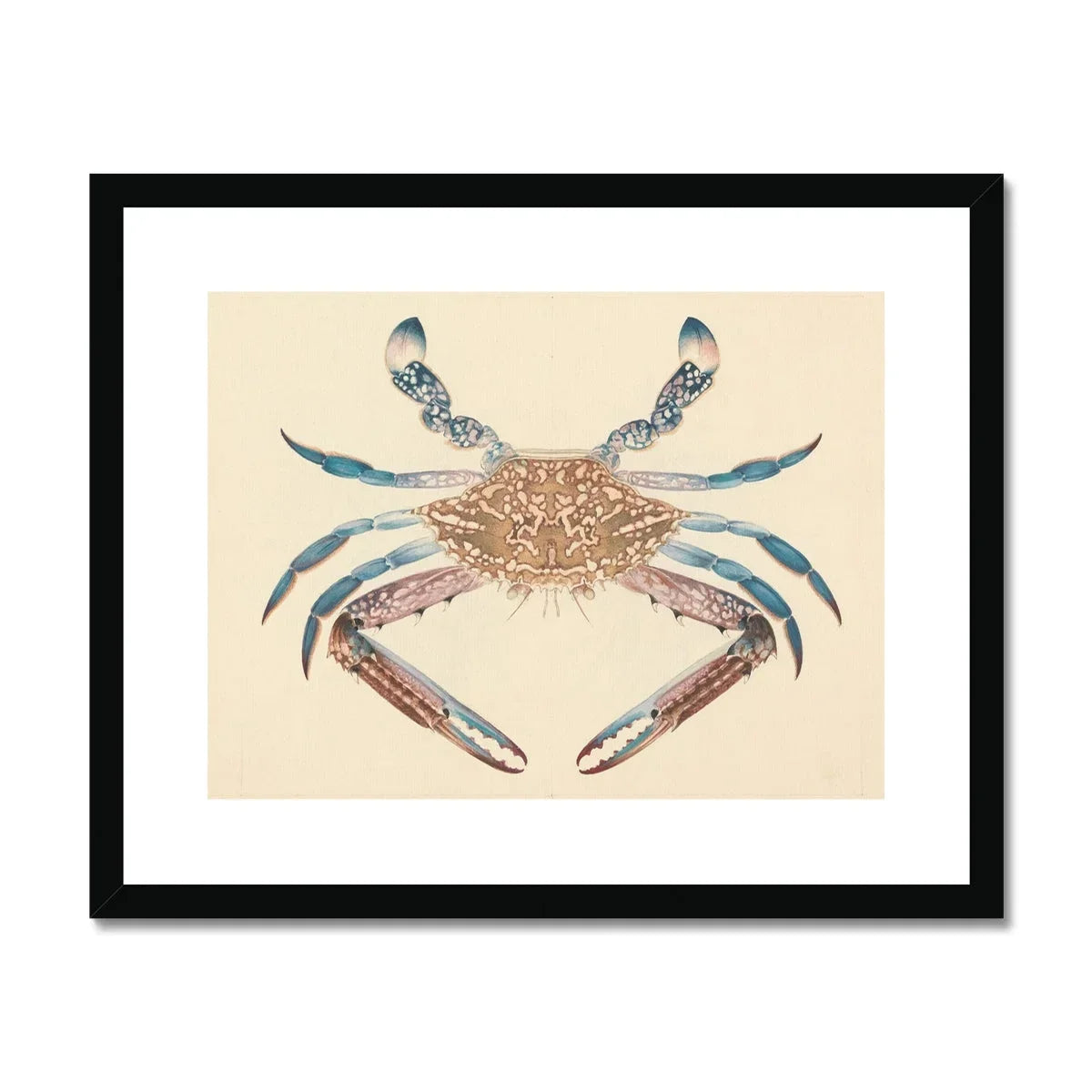 Blue Crab - Luigi Balugani Marine Life Art Print Posters Prints & Visual Artwork