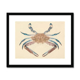 Blue Crab - Luigi Balugani Marine Life Art Print, Artistic Illustration Crab Brown Body Blue-tipped Claws