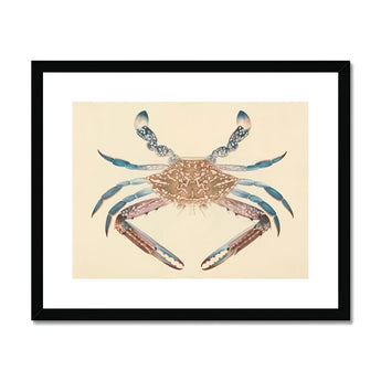 Blue Crab - Luigi Balugani Marine Life Art Print, Artistic Illustration Crab Brown Body Blue-tipped Claws