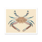 Blue Crab - Luigi Balugani Marine Life Art Print, Brown Blue Crab Detailed Shell Claws