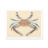 Blue Crab - Luigi Balugani Marine Life Art Print, Brown Blue Crab Detailed Shell Claws