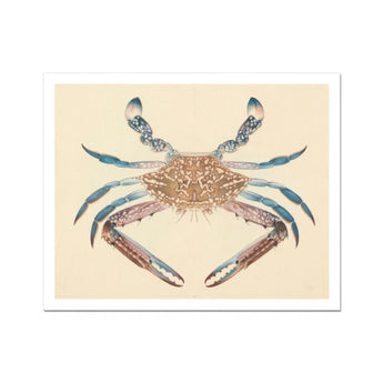 Blue Crab - Luigi Balugani Marine Life Art Print, Brown Blue Crab Detailed Shell Claws