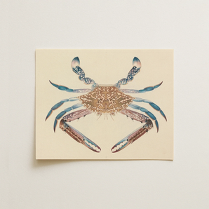 Blue Crab - Luigi Balugani Marine Life Art Print / Canvas, 14x11’’ / 36x28cm / Unframed / no Border, Posters Prints & Visual Artwork, Toby