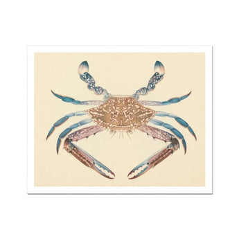 Blue Crab - Luigi Balugani Marine Life Art Print / Canvas, Luigi Balugani, Blue Crab, Balugani Sea Life