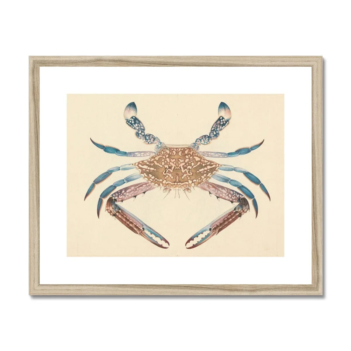 Blue Crab - Luigi Balugani Marine Life Art Print, Decorative Illustration Crab Brown Body Blue-tipped Claws