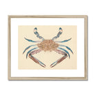Blue Crab Luigi Balugani Marine Life Art Print, Decorative Illustration Crab Brown Body Blue Tipped Claws