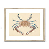 Blue Crab - Luigi Balugani Marine Life Art Print, Decorative Illustration Crab Brown Body Blue-tipped Claws