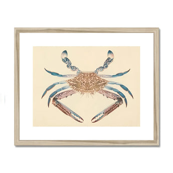 Blue Crab - Luigi Balugani Marine Life Art Print, Decorative Illustration Crab Brown Body Blue-tipped Claws