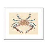 Blue Crab - Luigi Balugani Marine Life Art Print, Decorative Crab Illustration Brown Blue Tones Symmetrical Pose