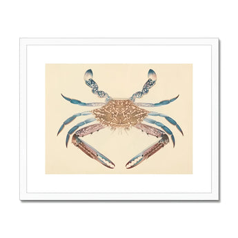 Blue Crab - Luigi Balugani Marine Life Art Print, Decorative Crab Illustration Brown Blue Tones Symmetrical Pose
