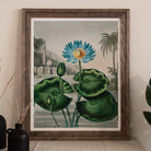 Blue Egyptian Water Lily Robert John Thornton Art Print, 11x14’’ / 28x36cm / Unframed, Framed Botanical Print Blue Water Lily Large Green