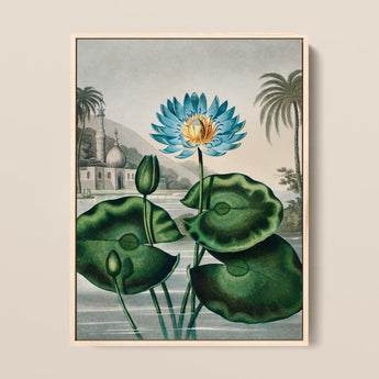 Blue Egyptian Water Lily - Robert John Thornton Art Print / Canvas, 12x16’’ / 31x41cm / Natural Frame, Posters Prints & Visual Artwork,
