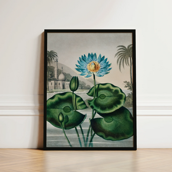 Blue Egyptian Water Lily - Robert John Thornton Art Print / Canvas Framed Botanical Illustration Vibrant Lotus Flower Yellow, Masterfully