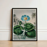Blue Egyptian Water Lily - Robert John Thornton Art Print / Canvas Framed Botanical Illustration Vibrant Lotus Flower Yellow, Masterfully